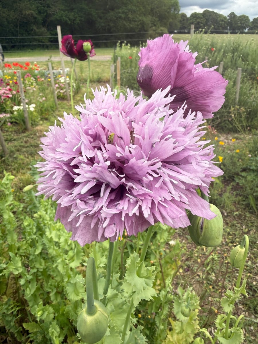 Poppy Lilac PomPom - Dandys Landscape Supplies