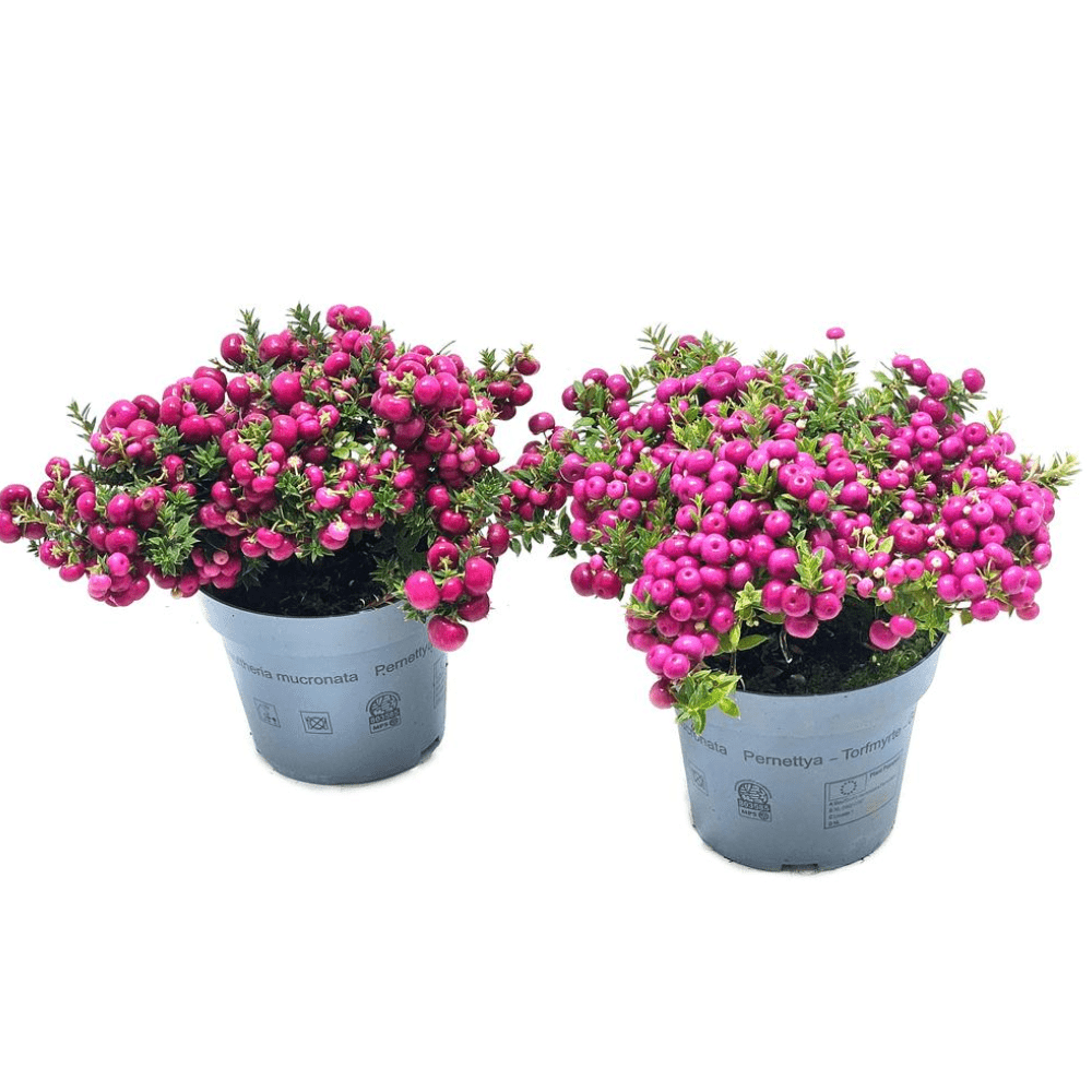 Prickly Heath - Dandys Landscape Supplies