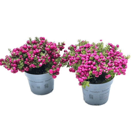 Prickly Heath - Dandys Landscape Supplies