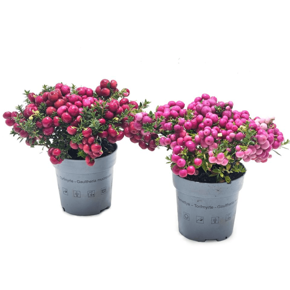 Prickly Heath - Dandys Landscape Supplies