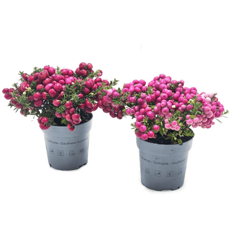 Prickly Heath - Dandys Landscape Supplies