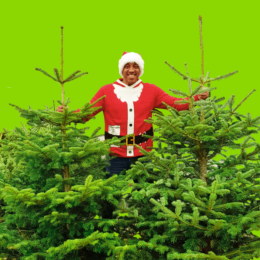 Dandy's Real Christmas Tree Collections