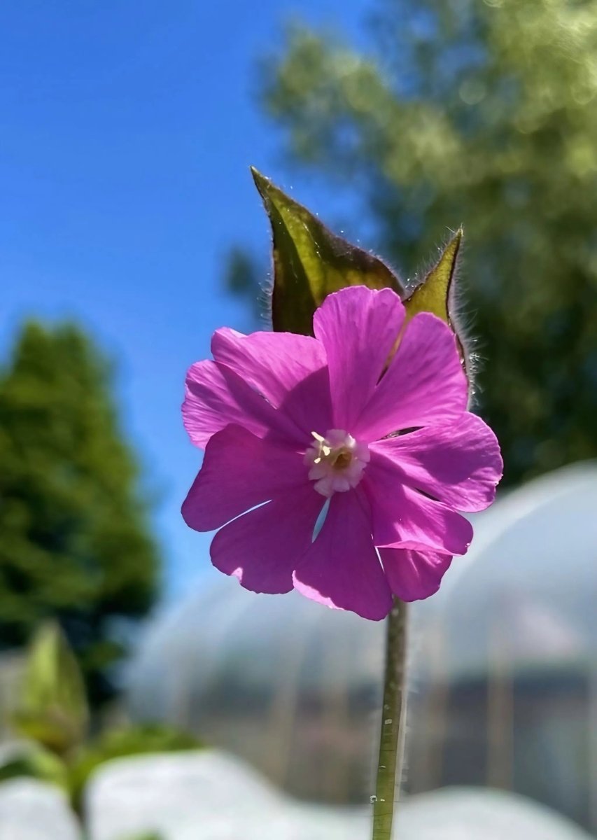 Red Campion - Dandys Landscape Supplies