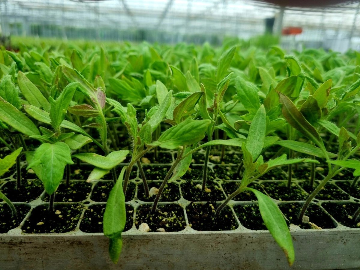 Red Tomato Plug Plants "Grow Your Own" Fruit 'Ready to Plant Now' Young Vegetable Plants **Letterbox Friendly** - Dandys Landscape Supplies