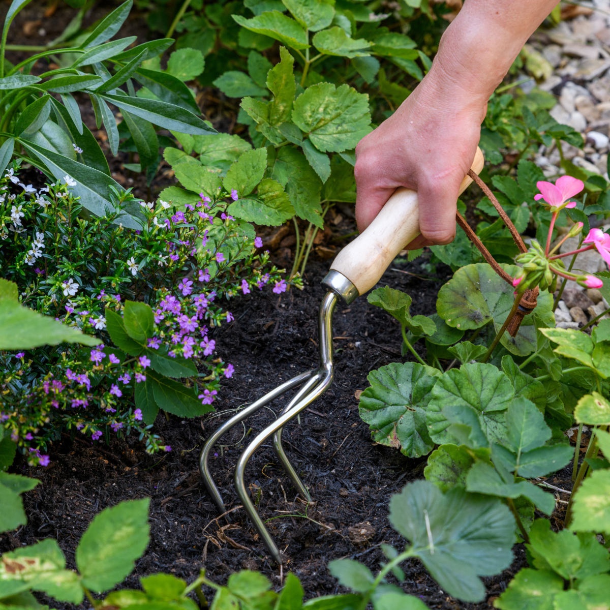 RHS Endorsed Stainless Steel Claw Cultivator by Burgon & Ball - Dandys Landscape Supplies