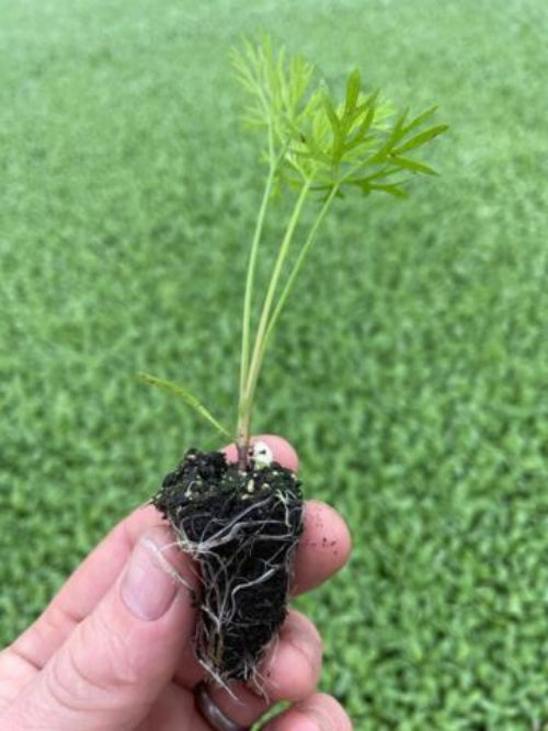 Round Carrot Plug Plants "Grow Your Own" Vegetables **Letterbox Friendly** - Dandys Landscape Supplies