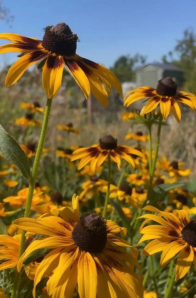 Rudbeckia Autumn Forest Seeds - Dandys Landscape Supplies