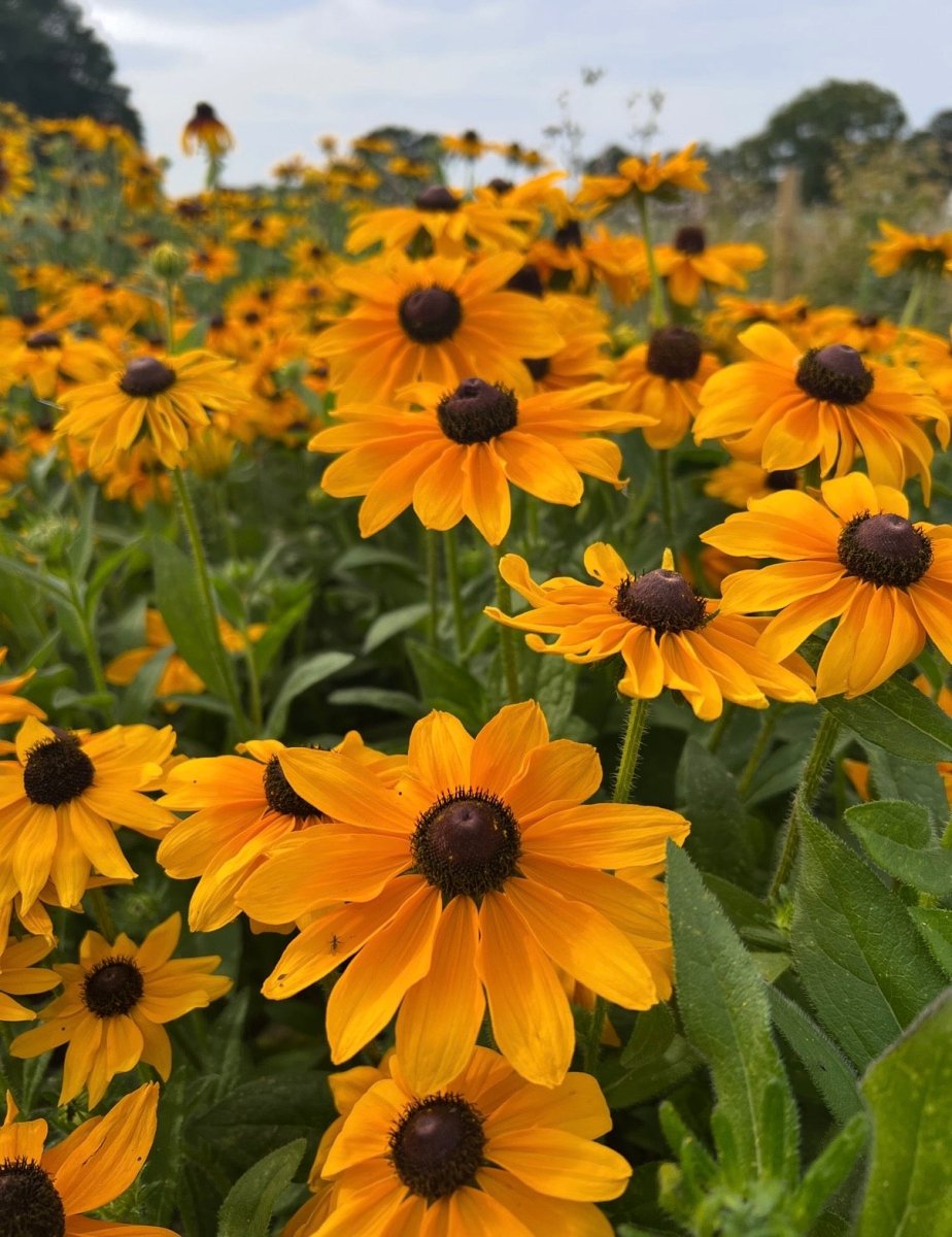 Rudbeckia Marmalade - Dandys Landscape Supplies