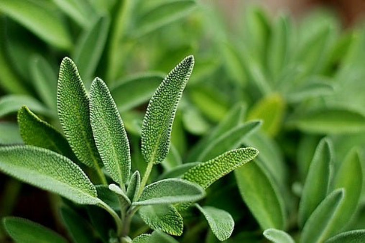 Sage Plug Plants "Grow your Own" Herbs **LETTERBOX FRIENDLY** - Dandys Landscape Supplies