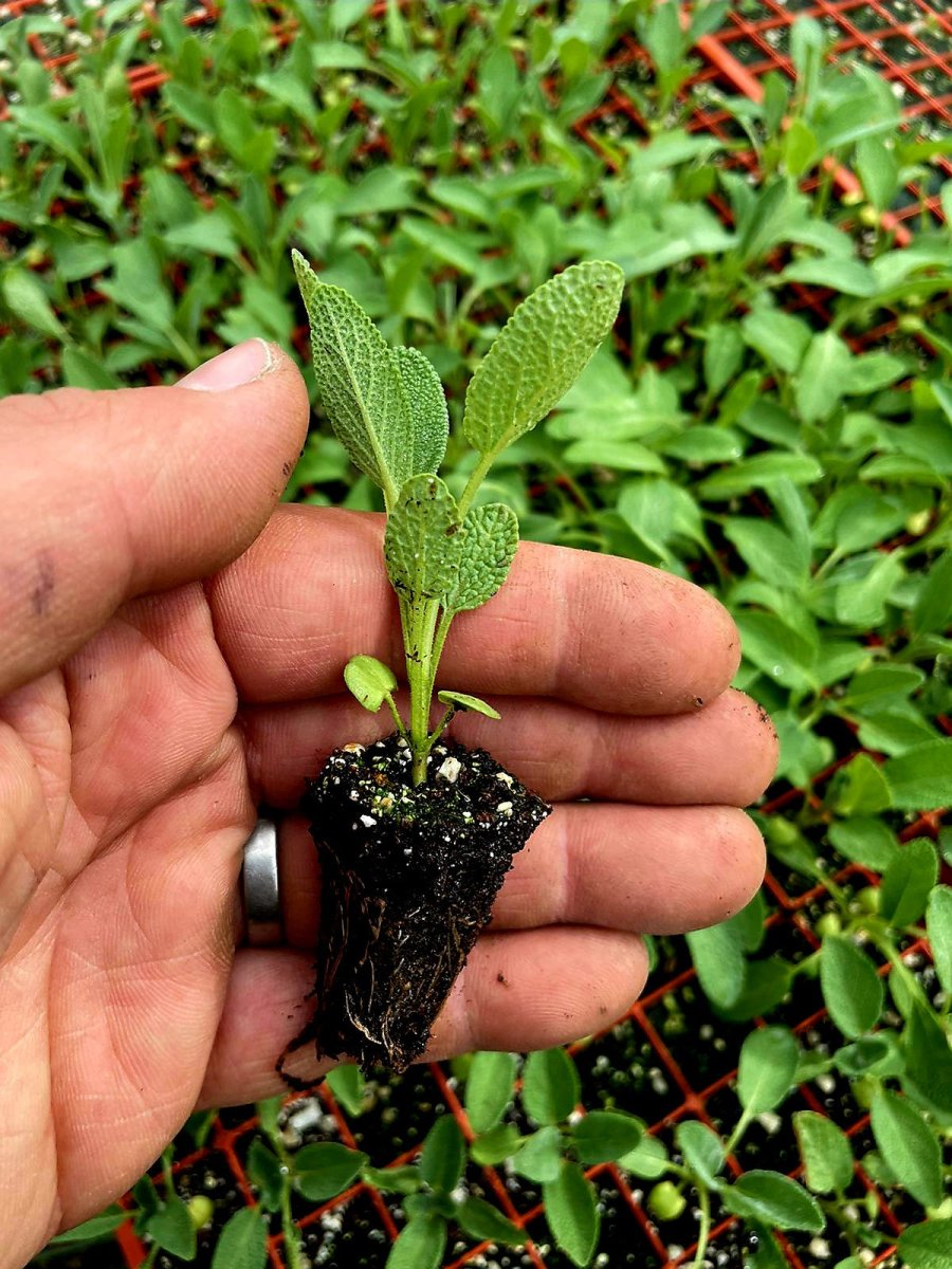 Sage Plug Plants "Grow your Own" Herbs **LETTERBOX FRIENDLY** - Dandys Landscape Supplies