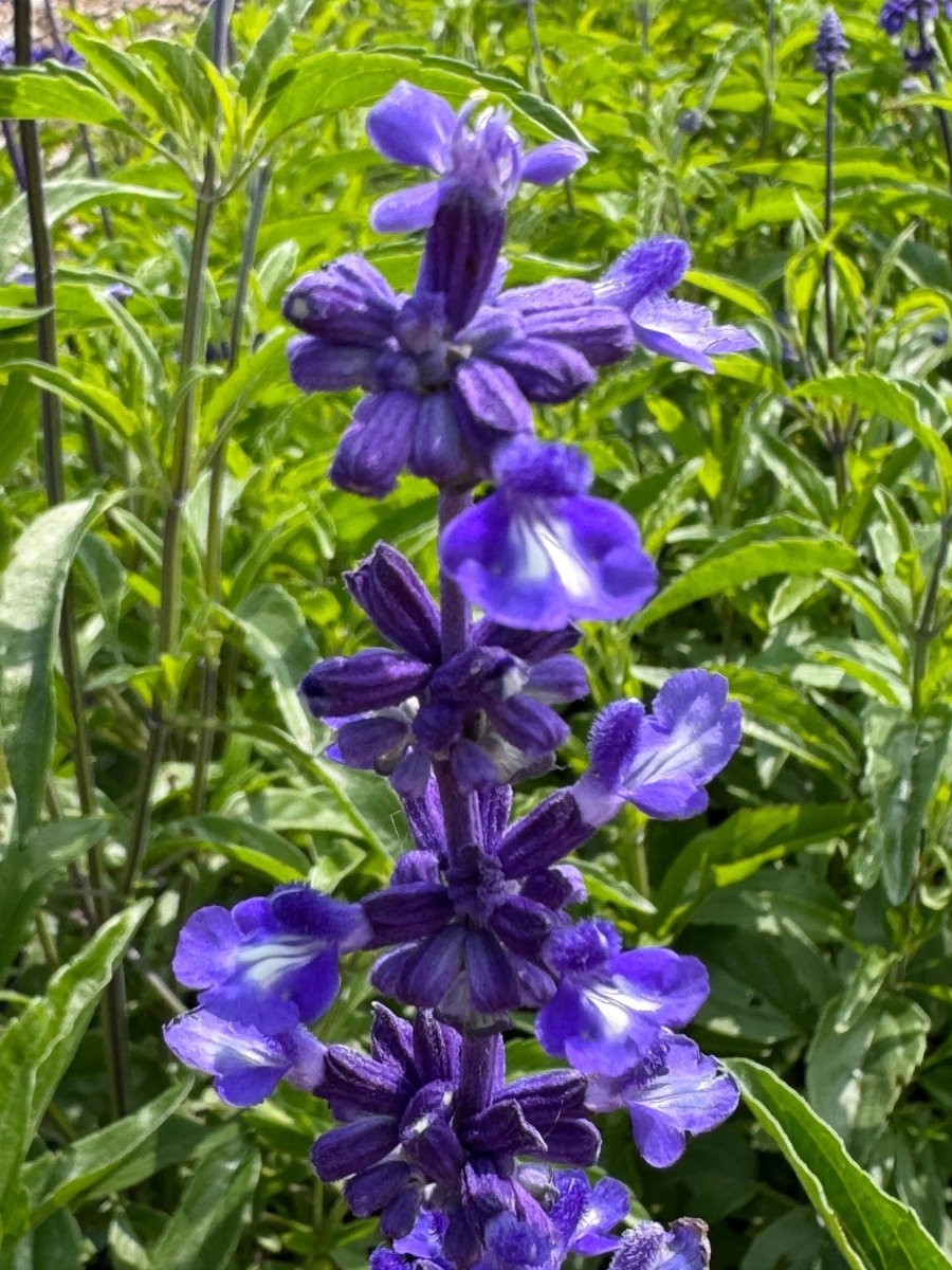 Salvia Victoria Blue - Dandys Landscape Supplies