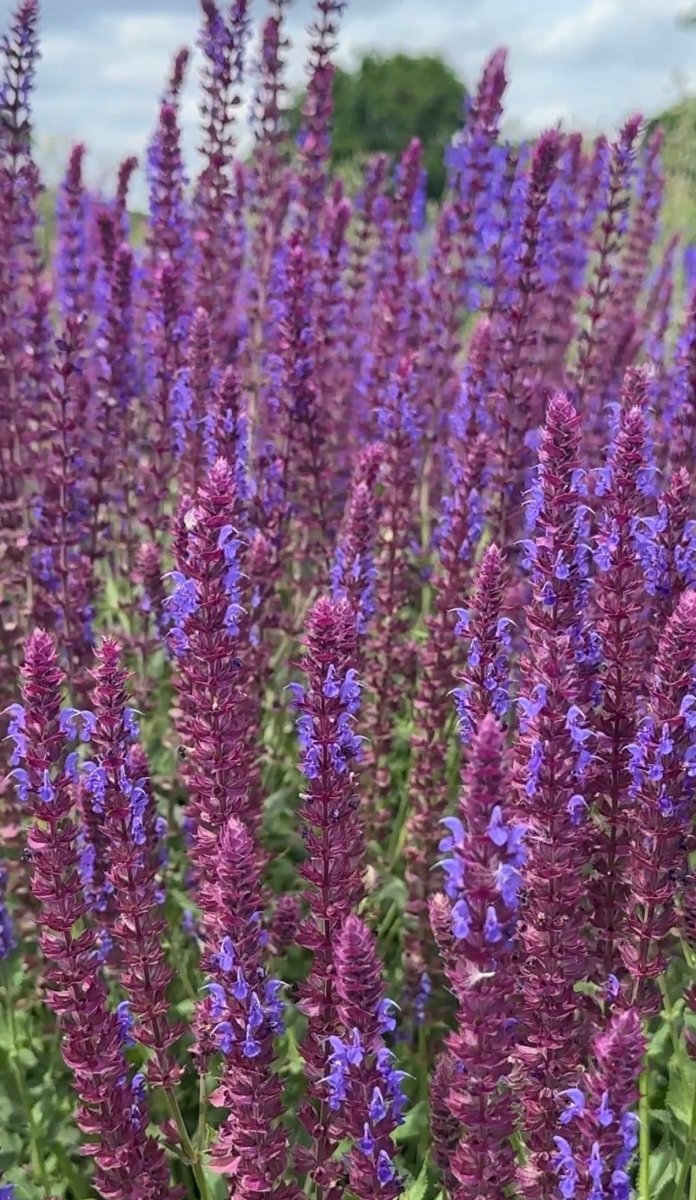 Salvia Violet Queen - Dandys Landscape Supplies