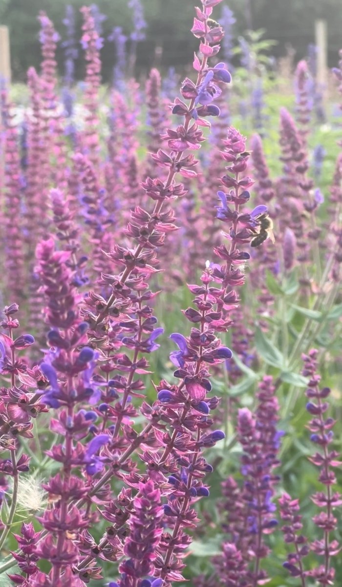 Salvia Violet Queen - Dandys Landscape Supplies