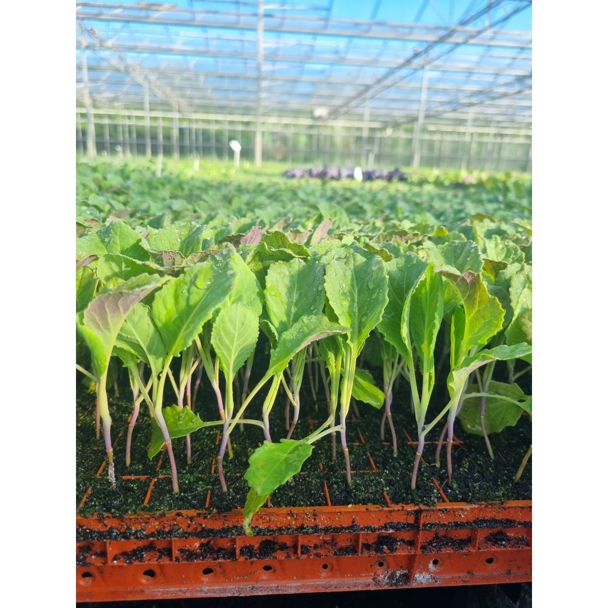 Savoy Cabbage Plug Plants - "Grow Your Own" Vegetables **Letterbox & Eco Friendly Packaging** - Dandys Landscape Supplies