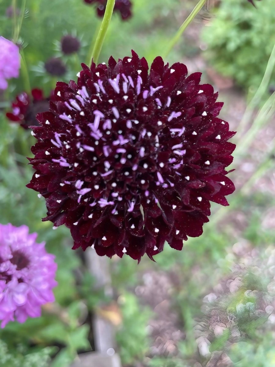 Scabious Black Knight Seeds - Dandys Landscape Supplies