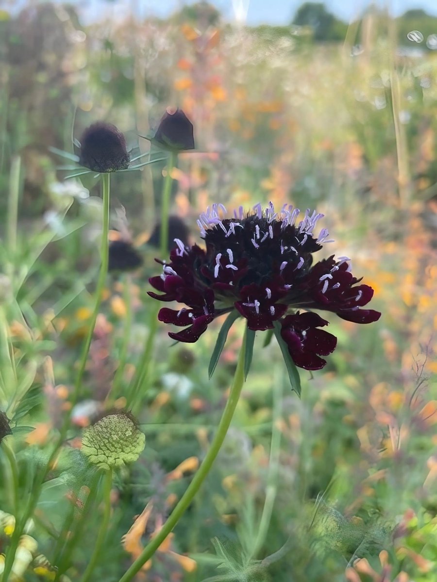 Scabious Black Knight Seeds - Dandys Landscape Supplies