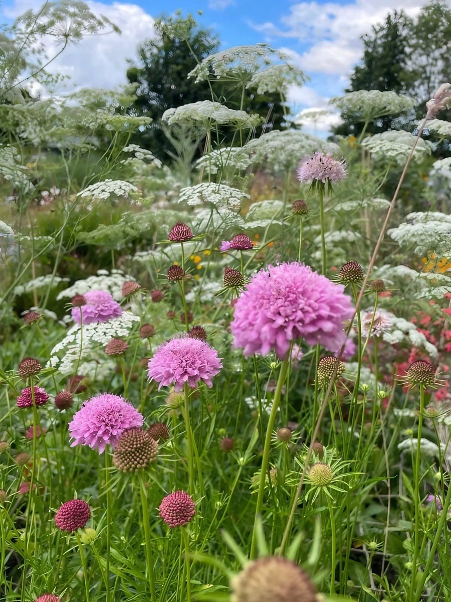 Scabious Imperial Mix Seeds - Dandys Landscape Supplies