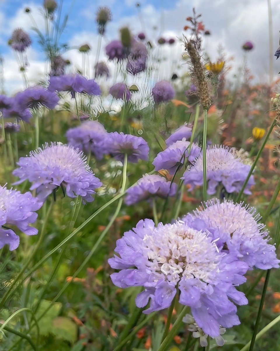 Scabious Imperial Mix Seeds - Dandys Landscape Supplies