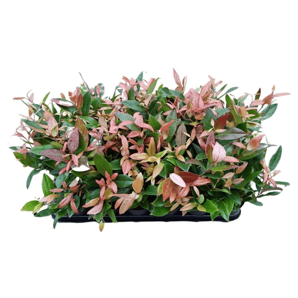 Scarletta Switch Ivy - Dandys Landscape Supplies
