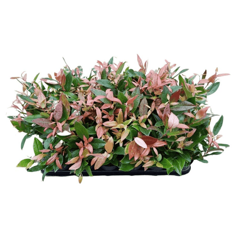 Scarletta Switch Ivy - Dandys Landscape Supplies