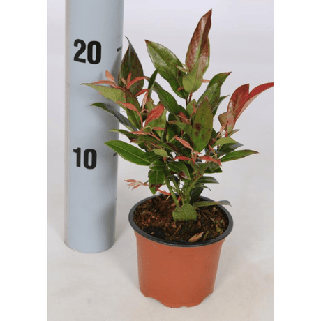 Scarletta Switch Ivy - Dandys Landscape Supplies