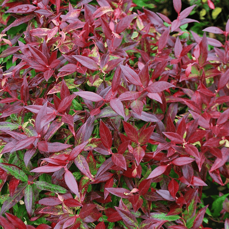 Scarletta Switch Ivy - Dandys Landscape Supplies