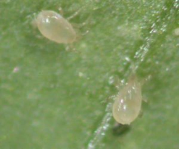 Slow release sachets for Red Spider Mite (Amblyseius Andersoni) - Dandys Landscape Supplies