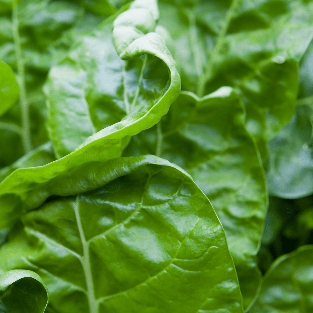 Spinach Beet Seeds - Perpetual - Dandys Landscape Supplies