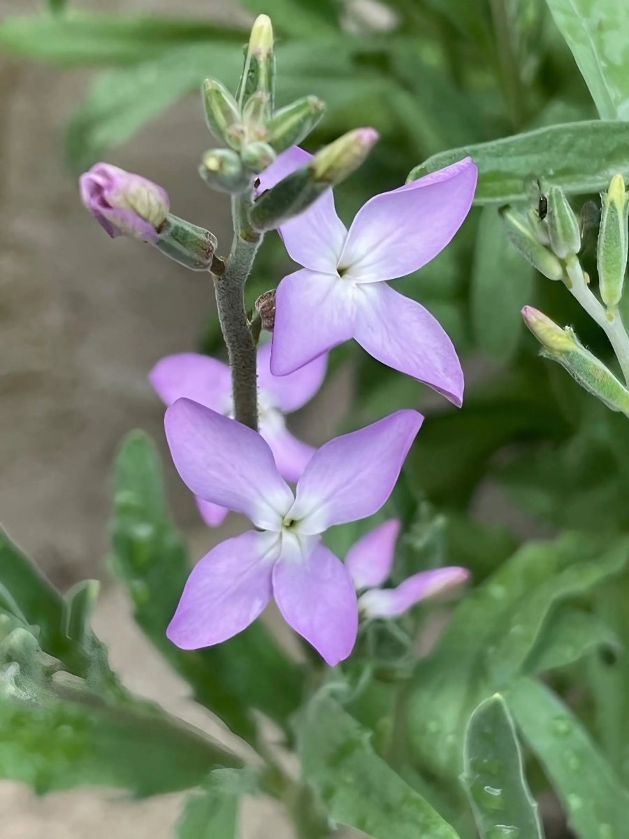 Stocks Night Scented Seeds - Dandys Landscape Supplies