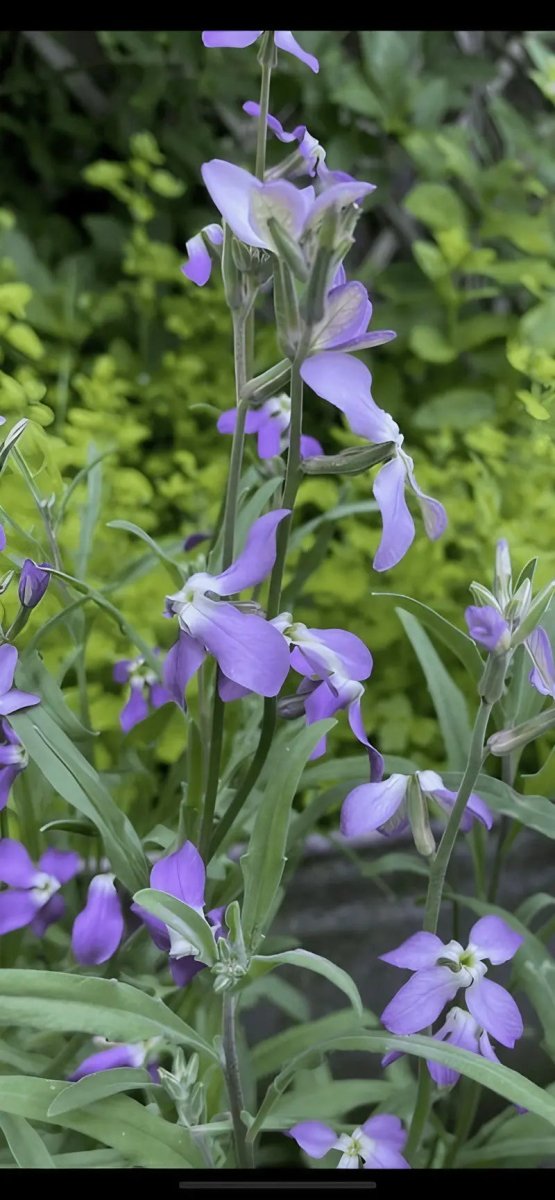 Stocks Night Scented Seeds - Dandys Landscape Supplies