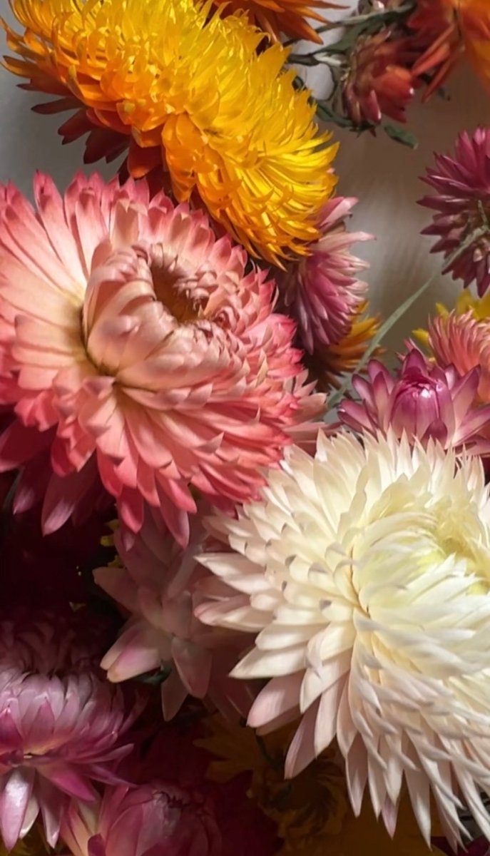 Strawflower Helichrysum Swiss Giant Mix - Dandys Landscape Supplies