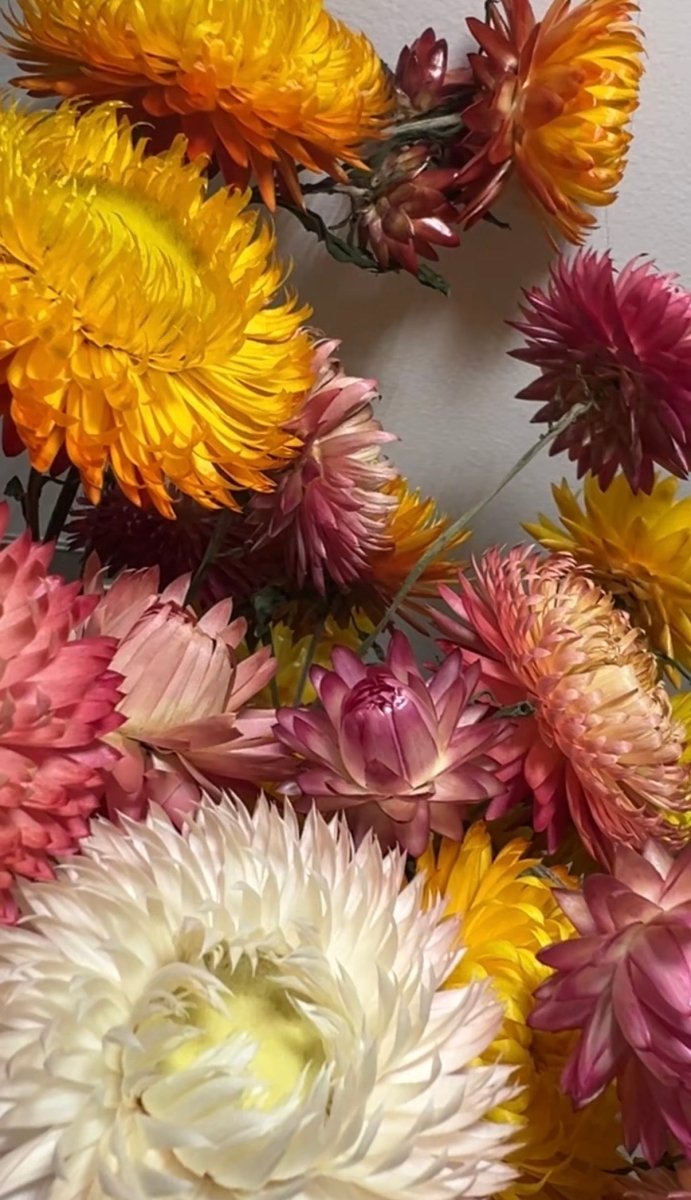 Strawflower Helichrysum Swiss Giant Mix - Dandys Landscape Supplies