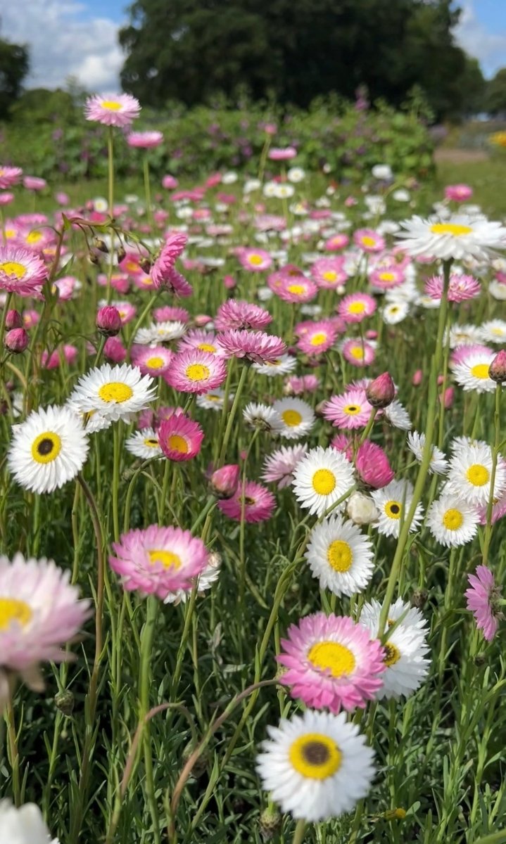 Strawflower Helipterum Roseum Mixed - Dandys Landscape Supplies