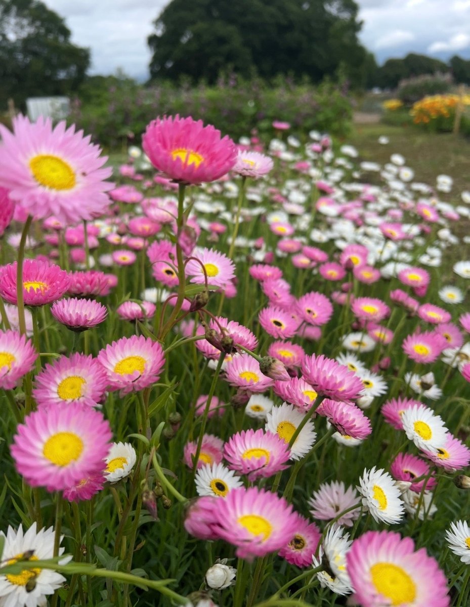 Strawflower Helipterum Roseum Mixed - Dandys Landscape Supplies