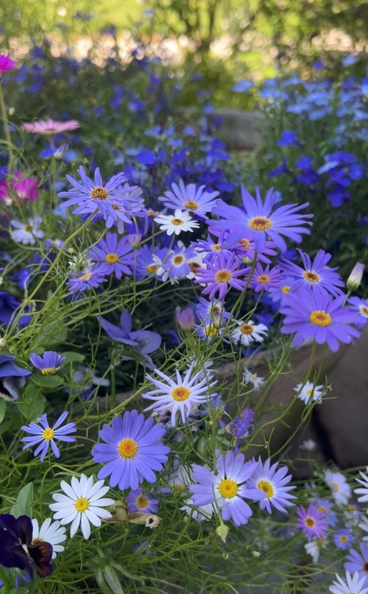 Swan River Daisies Mixed - Dandys Landscape Supplies