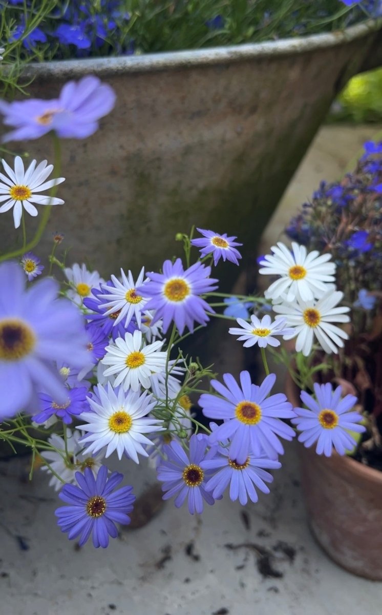 Swan River Daisies Mixed - Dandys Landscape Supplies