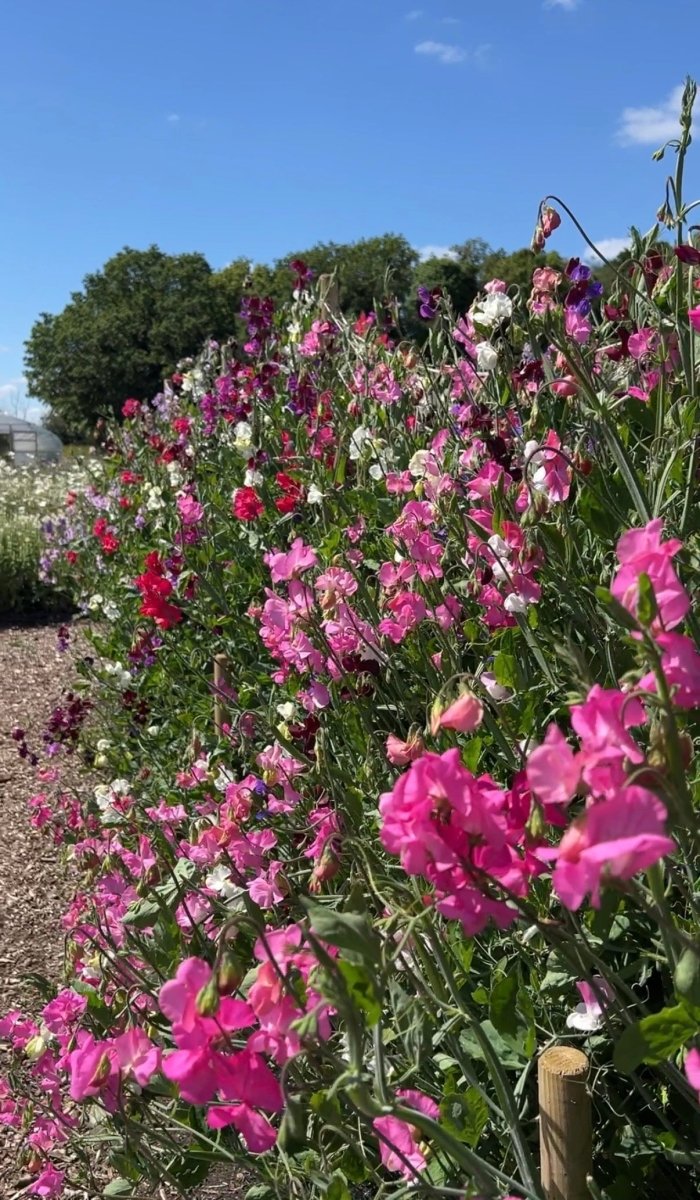 Sweet Pea Bishy Barnabee Mix - Dandys Landscape Supplies