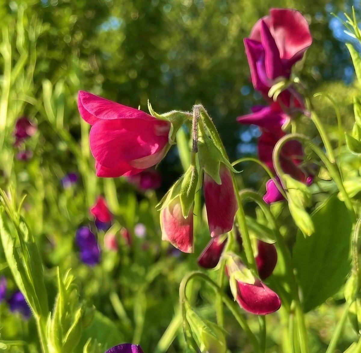 Sweet Pea Old Spice Starry Night - Dandys Landscape Supplies