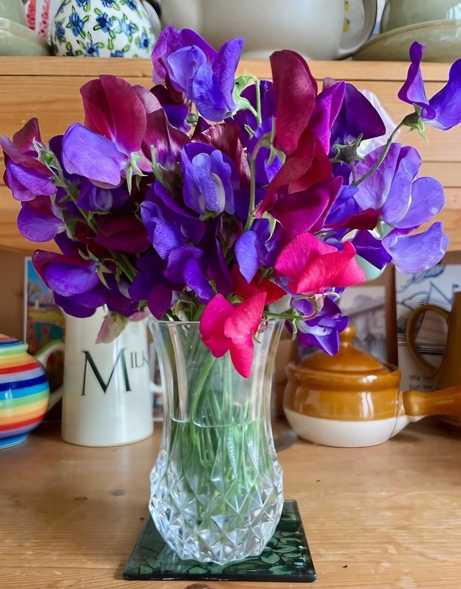 Sweet Pea Old Spice Starry Night - Dandys Landscape Supplies