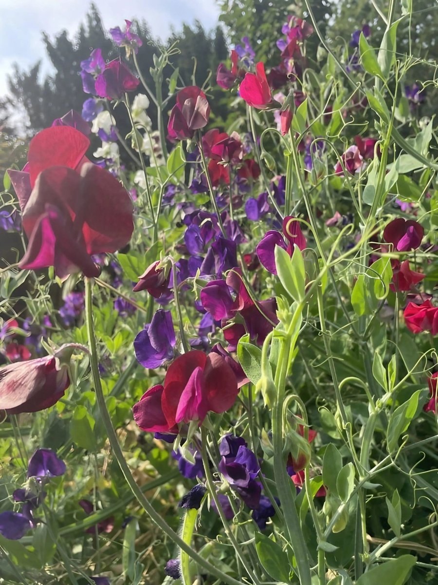 Sweet Pea Old Spice Starry Night - Dandys Landscape Supplies