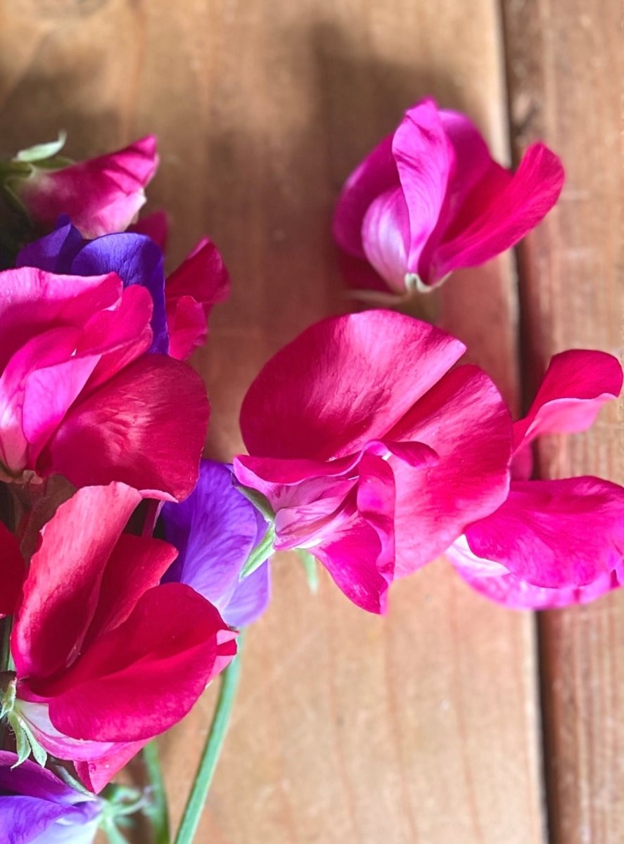 Sweet Pea Parfume Millennium - Dandys Landscape Supplies