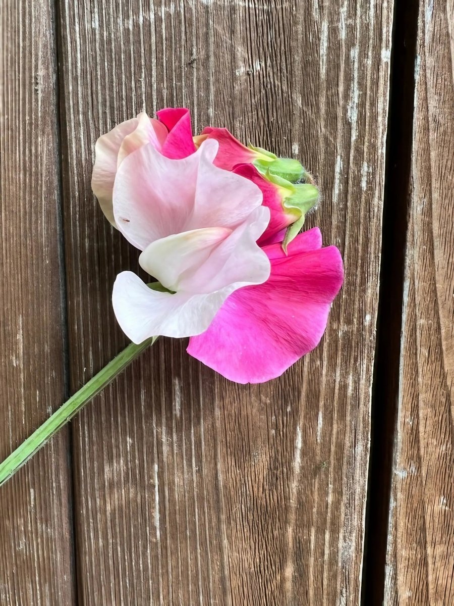 Sweet Pea Parfume Promise - Dandys Landscape Supplies