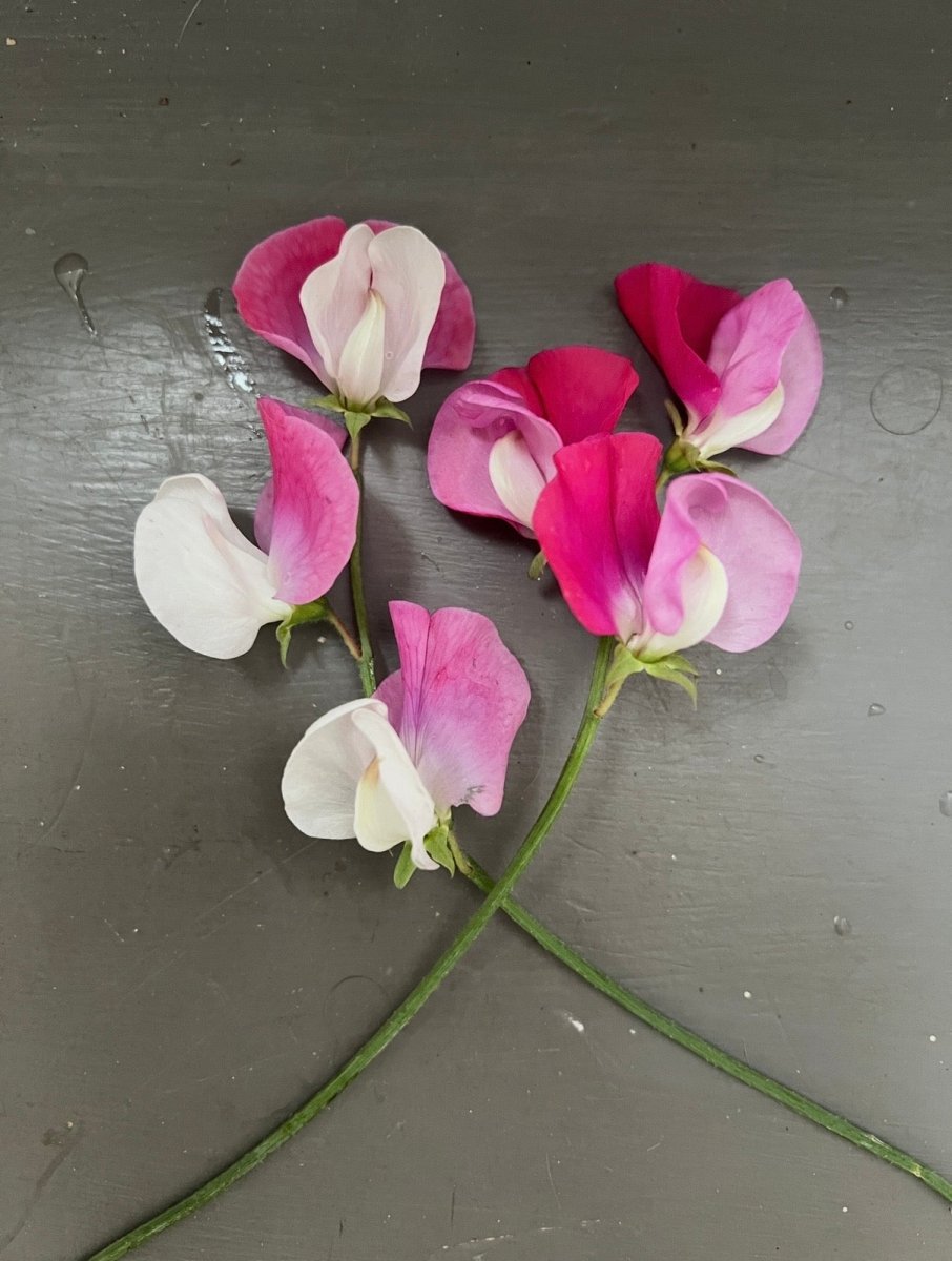 Sweet Pea Parfume Promise - Dandys Landscape Supplies