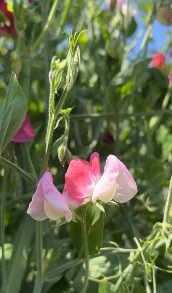 Sweet Pea Parfume Promise - Dandys Landscape Supplies