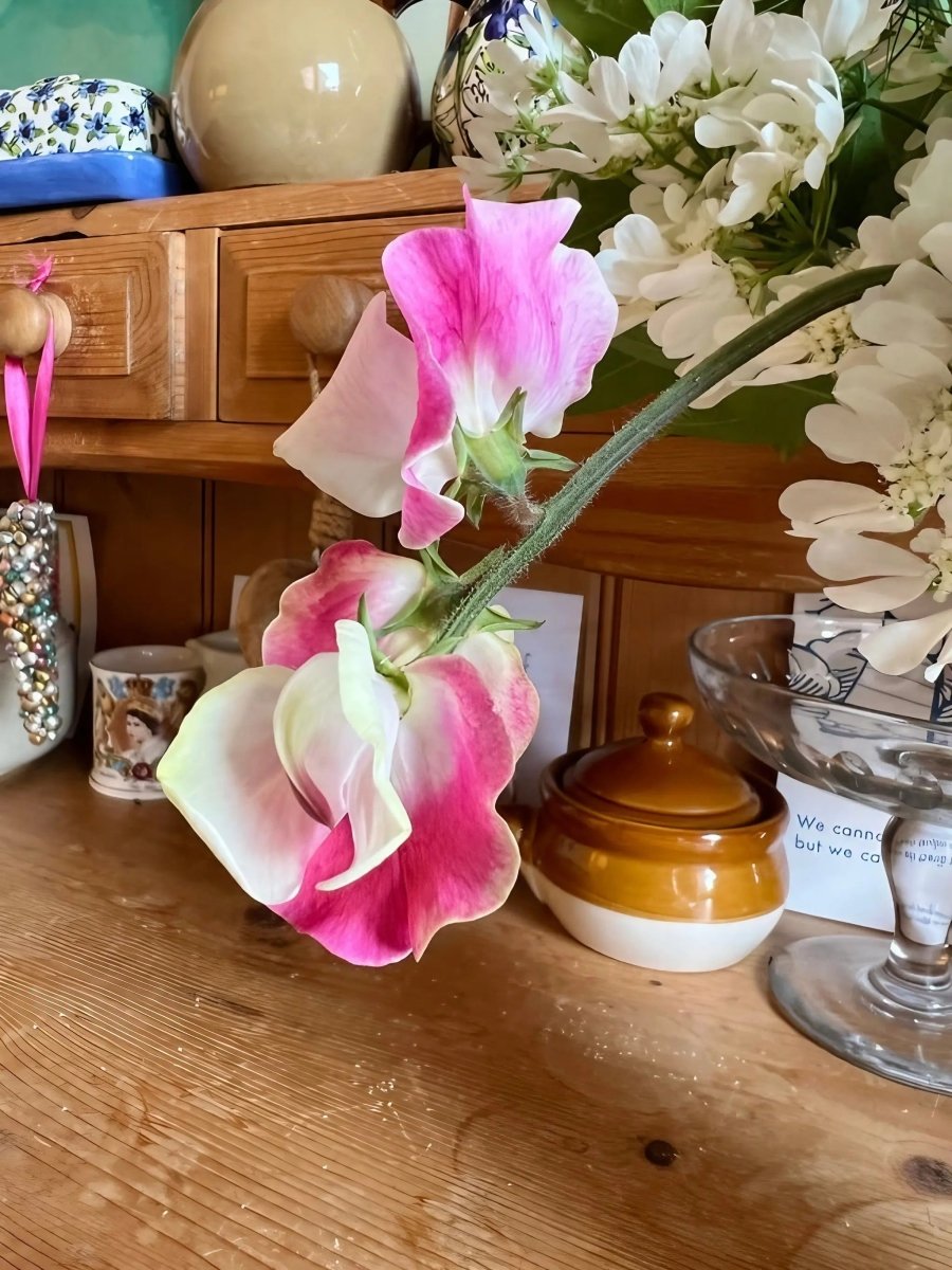 Sweet Pea Parfume Promise - Dandys Landscape Supplies