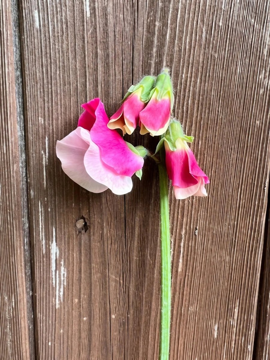 Sweet Pea Parfume Promise - Dandys Landscape Supplies