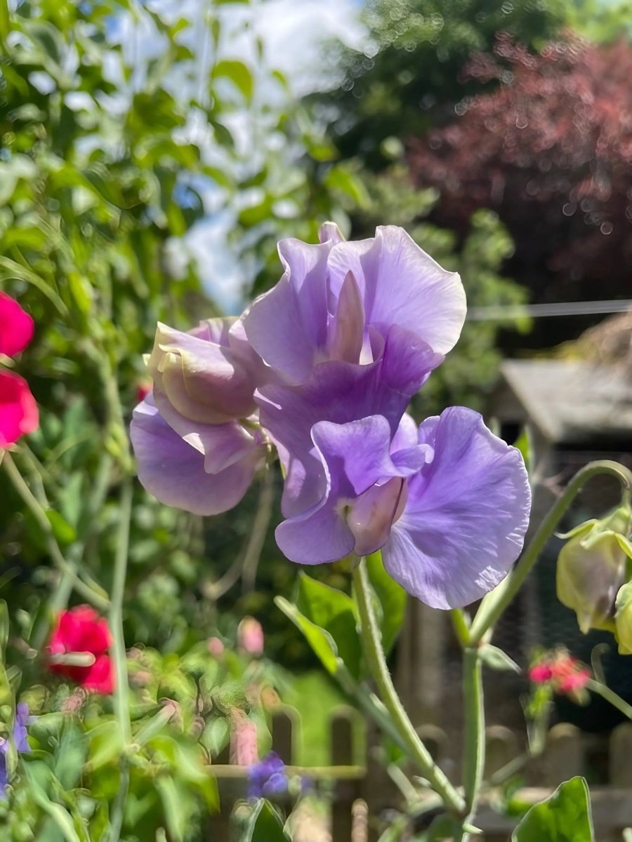 Sweet Pea Spencer Leamington Seeds - Dandys Landscape Supplies