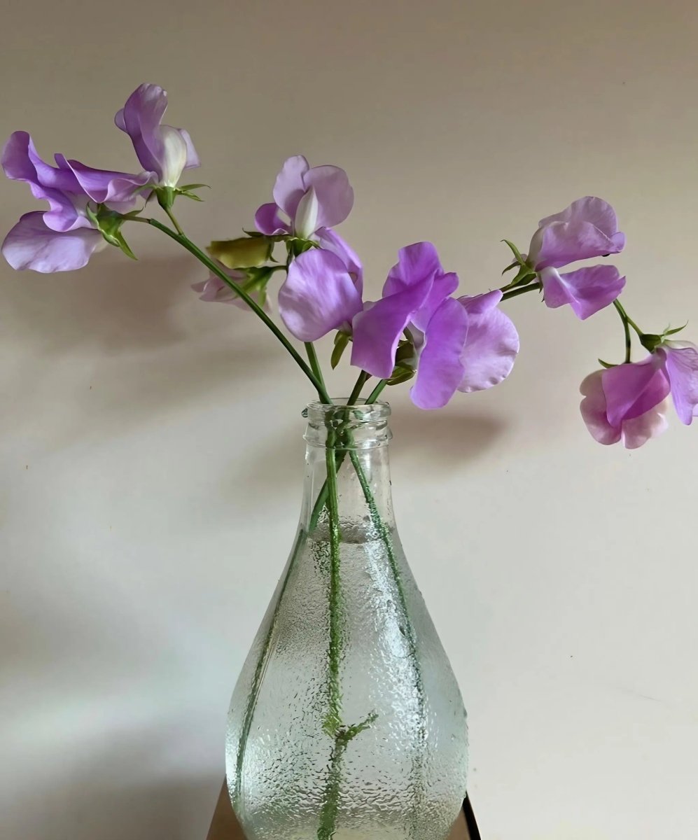 Sweet Pea Spencer Leamington Seeds - Dandys Landscape Supplies