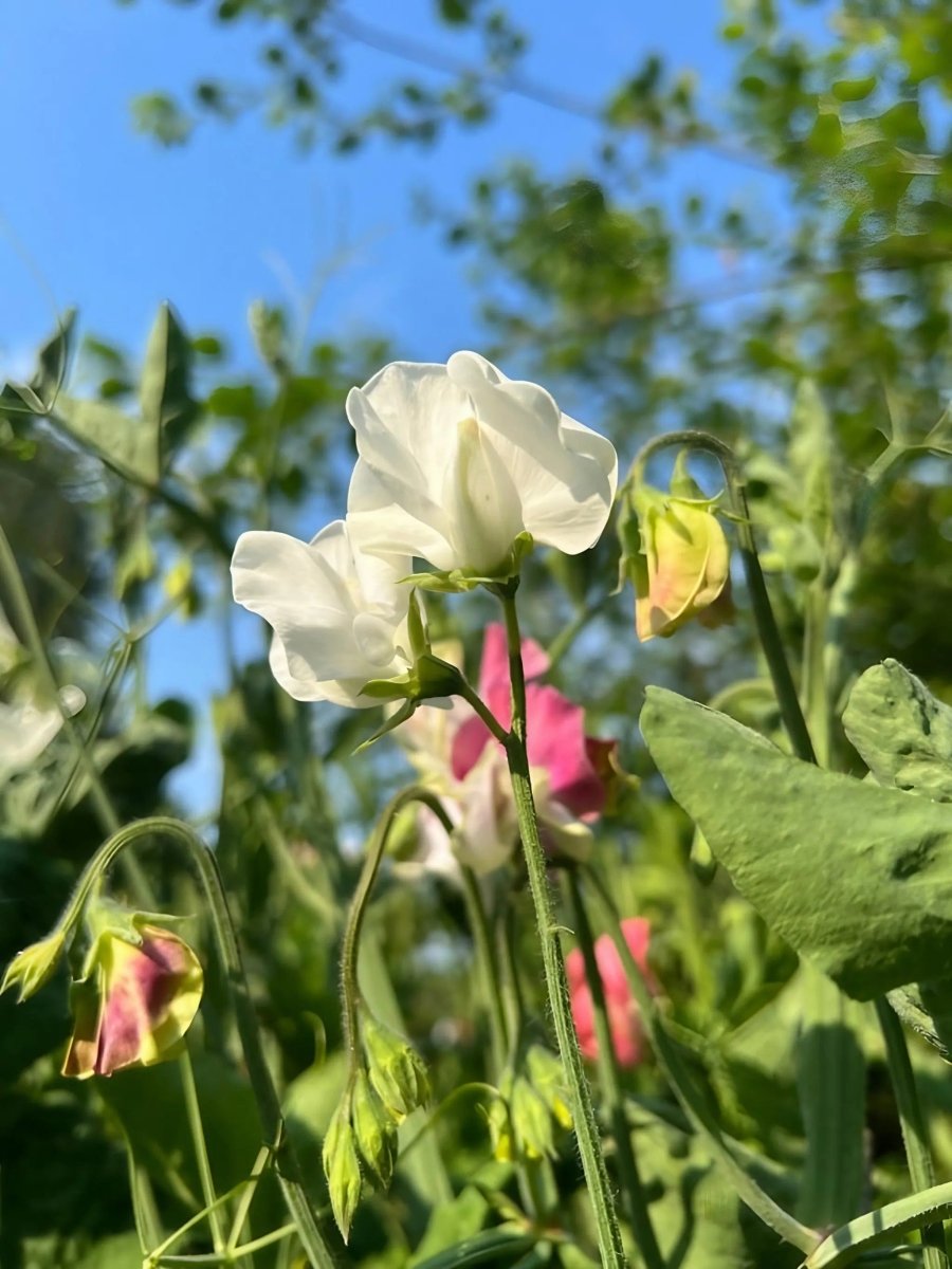 Sweet Pea Spencer Swan Lake Seeds - Dandys Landscape Supplies