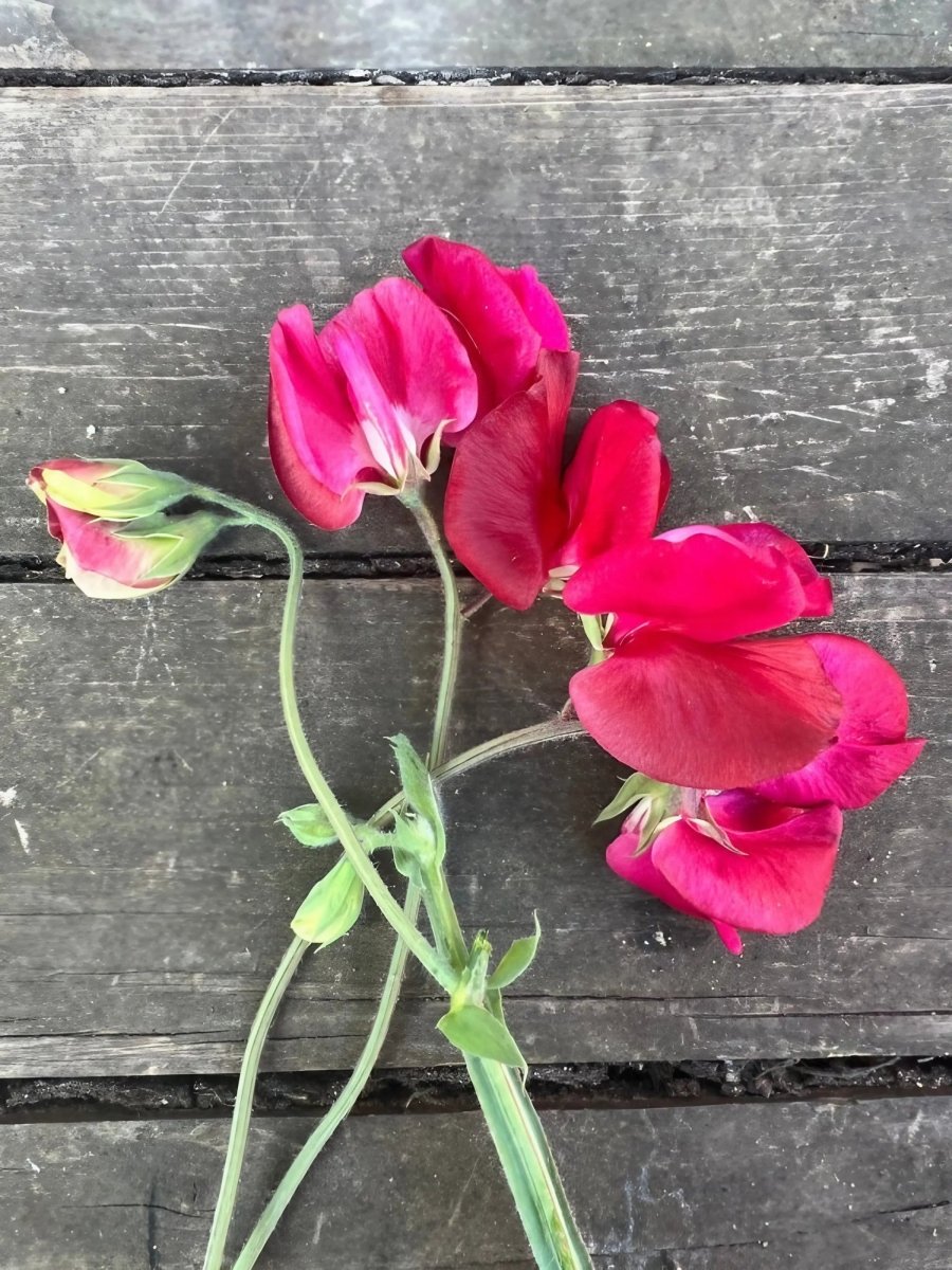 Sweet Pea Winston Churchill Seeds - Dandys Landscape Supplies